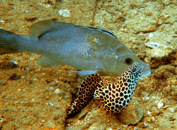boonsung wreck