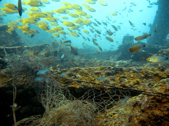 Fish cover the Boonsung wreck (Credit: Torben Lonne)