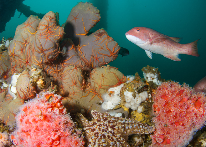 Dive into the Pink