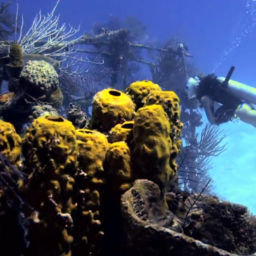 james bond wrecks