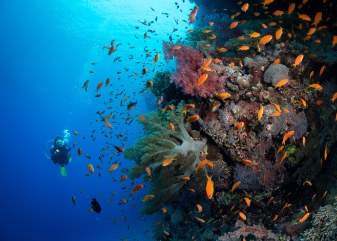 June dive destinations