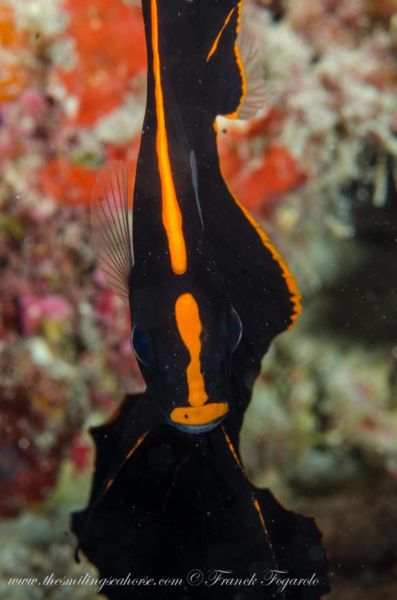 shaded batfish