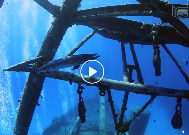 Kittiwake