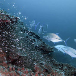 Koh Ha