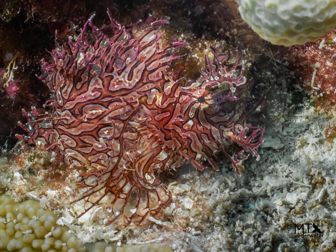 macro life on the great barrier reef