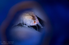 Ladybug amphipod