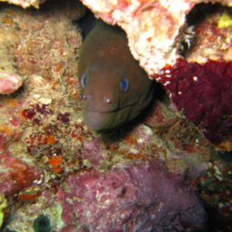 scuba diving in Koh Lanta