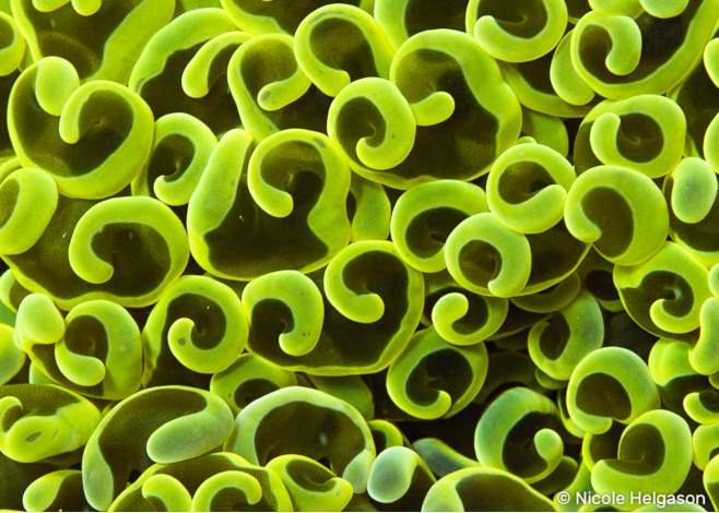 large polyp corals