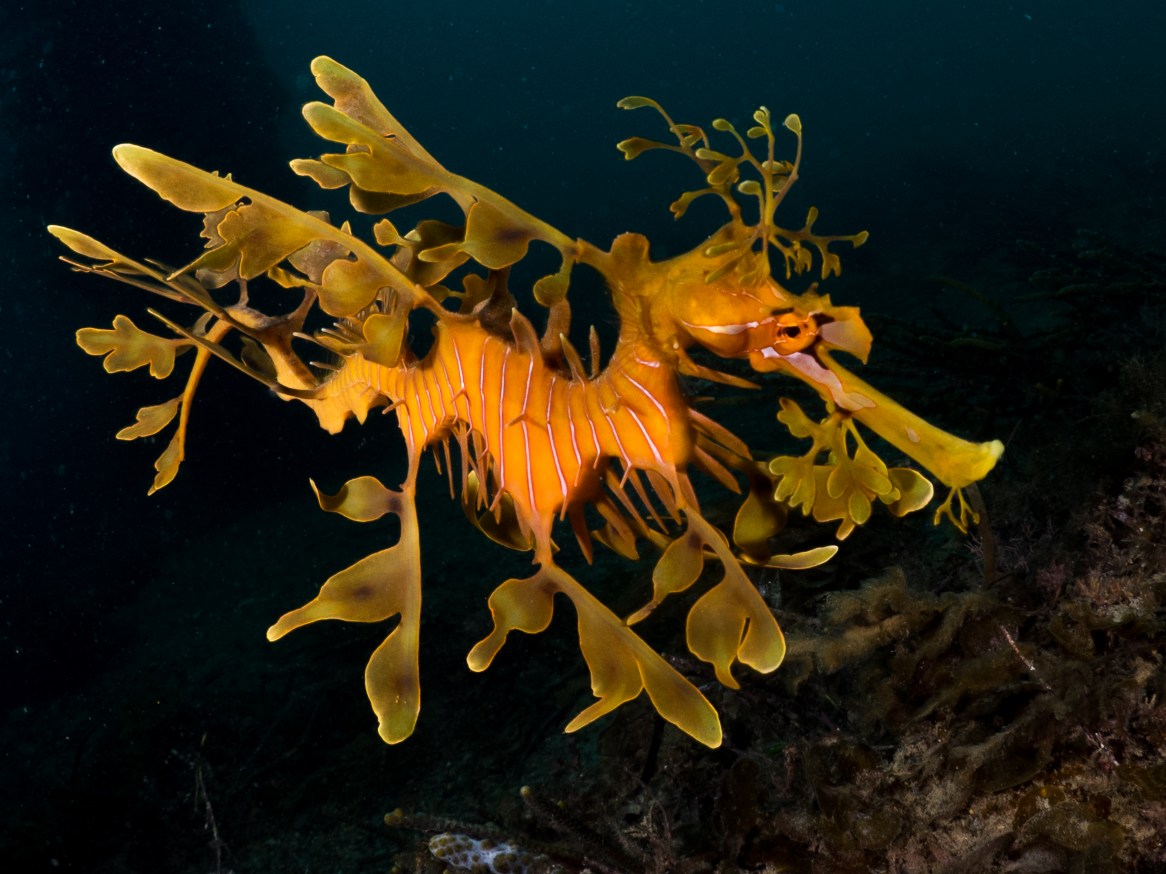 leafy seadragon