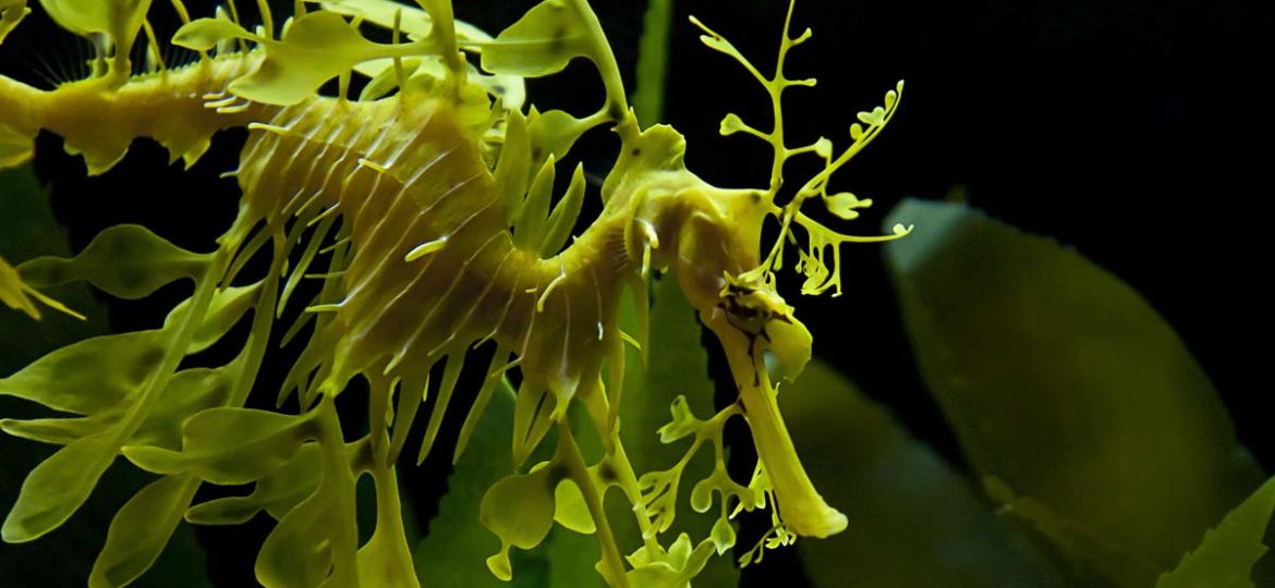 Leafy Seadragon