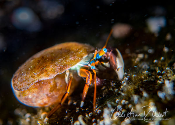 left handed hermit crab
