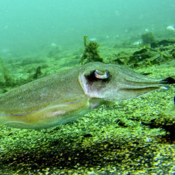 Lembeh Strait