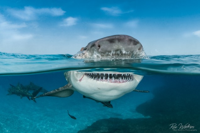 A large, toothy lemon shark just breaks the surface showcasing the beauty both above and below. I took this image on a Bahamas live-aboard trip for tiger sharks, lemons and dolphins. Shot with: Nikon D200 with 10.5mm fisheye at f/11, 1/200, ISO 200 in Sea&Sea housing and dual Sea&Sea YS250 strobes