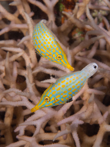 longnose filefish
