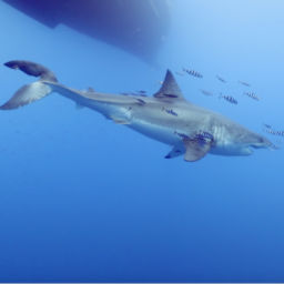 Guadalupe