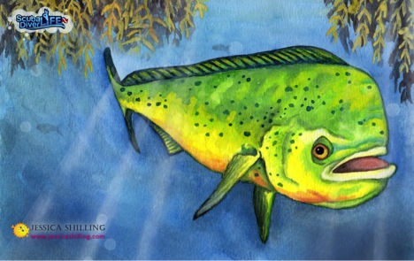 Mahi-Mahi