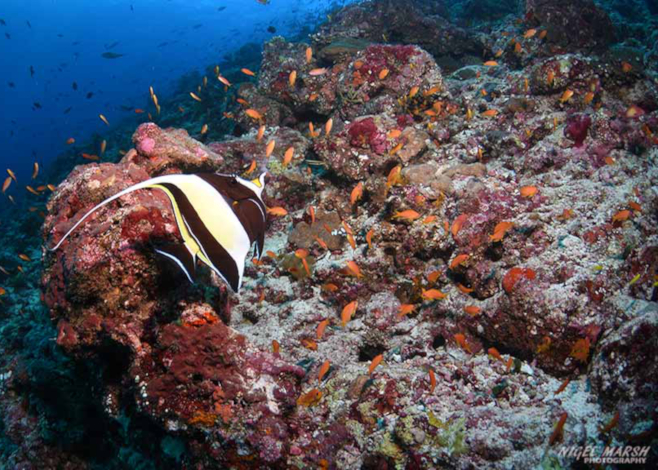 Maldives on a budget_Nigel Marsh
