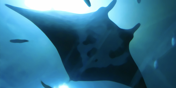 manta.jpg