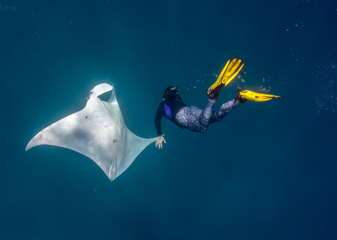 Mantas in Florida