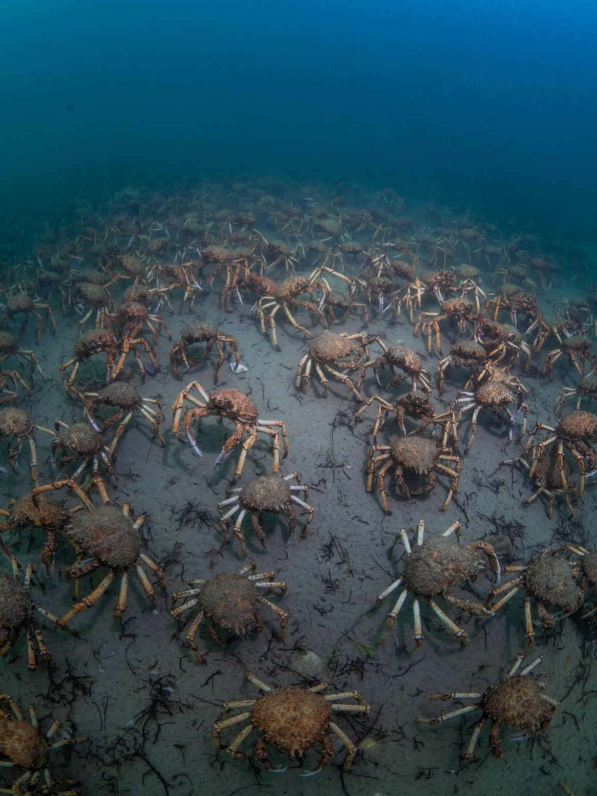 March of the Crabs