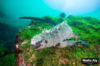 Marine iguanas are endemic to the Galapagos, meaning you’ll only see them here. Dive with them at Cabo Douglas to get up close and personal. Photo credit: Nadia Aly