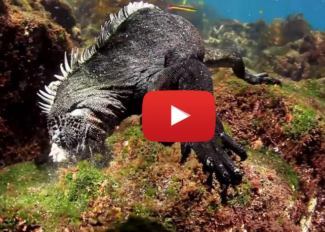 marine_iguana_featured