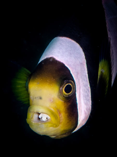 macro diving in lembeh