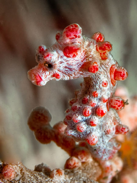 macro diving in lembeh pygmy seahorse