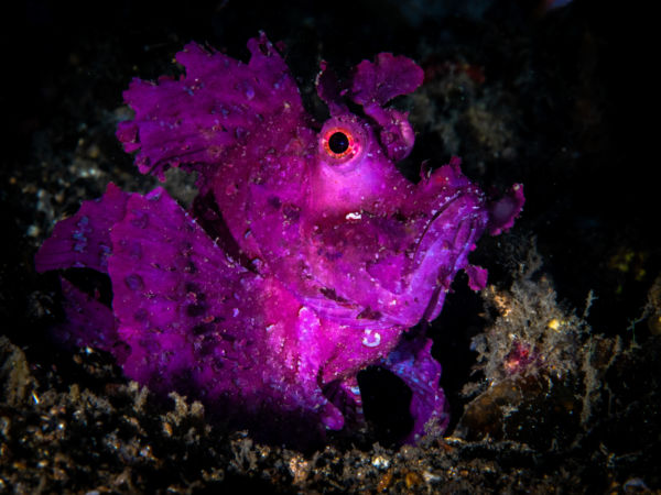 macro diving in Lembehy
