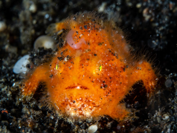 macro diving in Lembeh frogfish