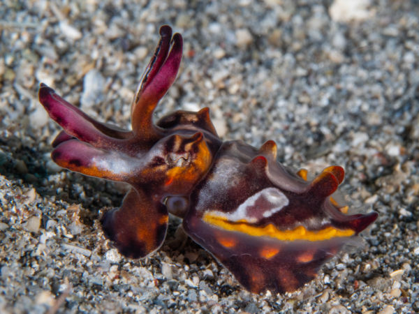 macro diving in lembeh strait