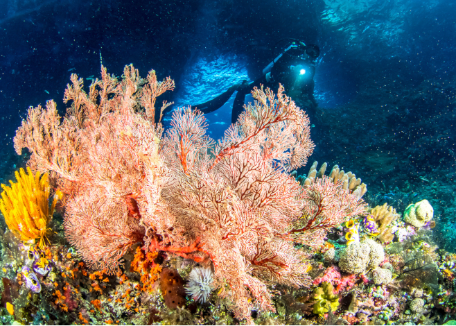 May dive destinations