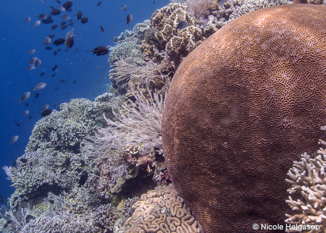 meandering corals