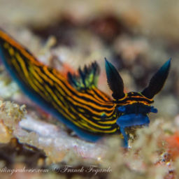 Mergui Archipelago