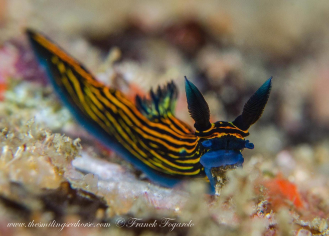 Mergui Archipelago