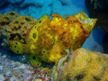 Micro2.0-Pro-2500-with-Super-Macro-lens---FrogFishYawning-JohnWall-BuddyDiveResortBonaire-April2016