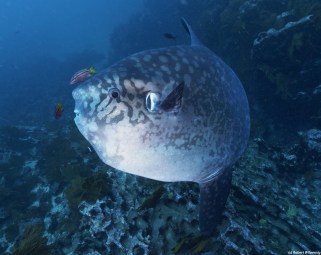 Unique-looking mola molas are quite shy fish, although divers have a very good chance of spotting them at Punta Vicente Roca. Photo credit: Robert Wilpernig