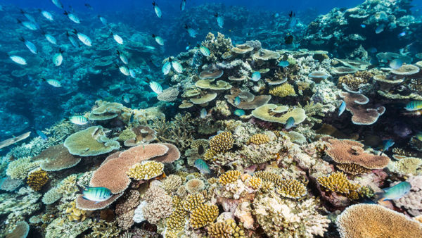 MARRS Reef Stars