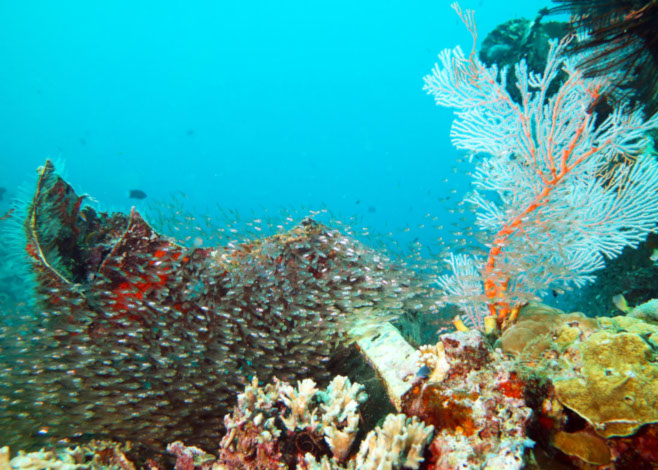 Munda Wrecks