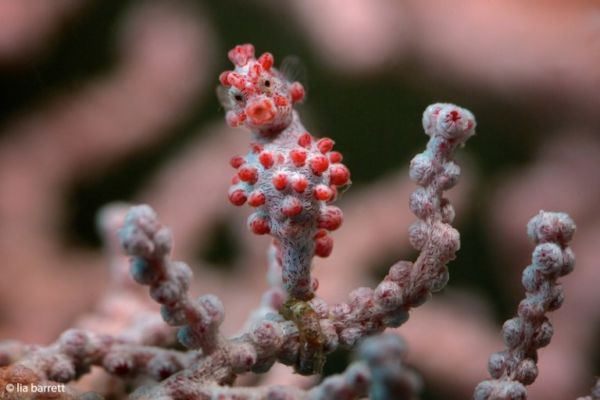 pygmy seahorse in Bangka