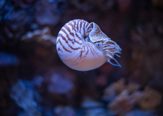 nautilus