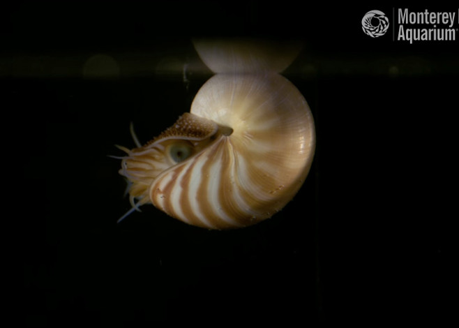 nautilus_featured