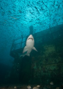 A sand tiger shark swims around the wreck of U-85. (Photo: NOAA)