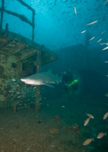 NOAA-UBOAT-143 NOAA diver tracks a sand tiger shark as it circles U-85. (Photo: NOAA)