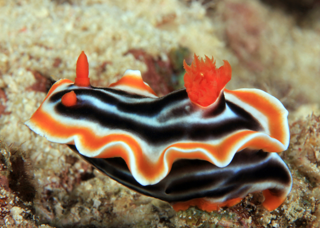nudibranch