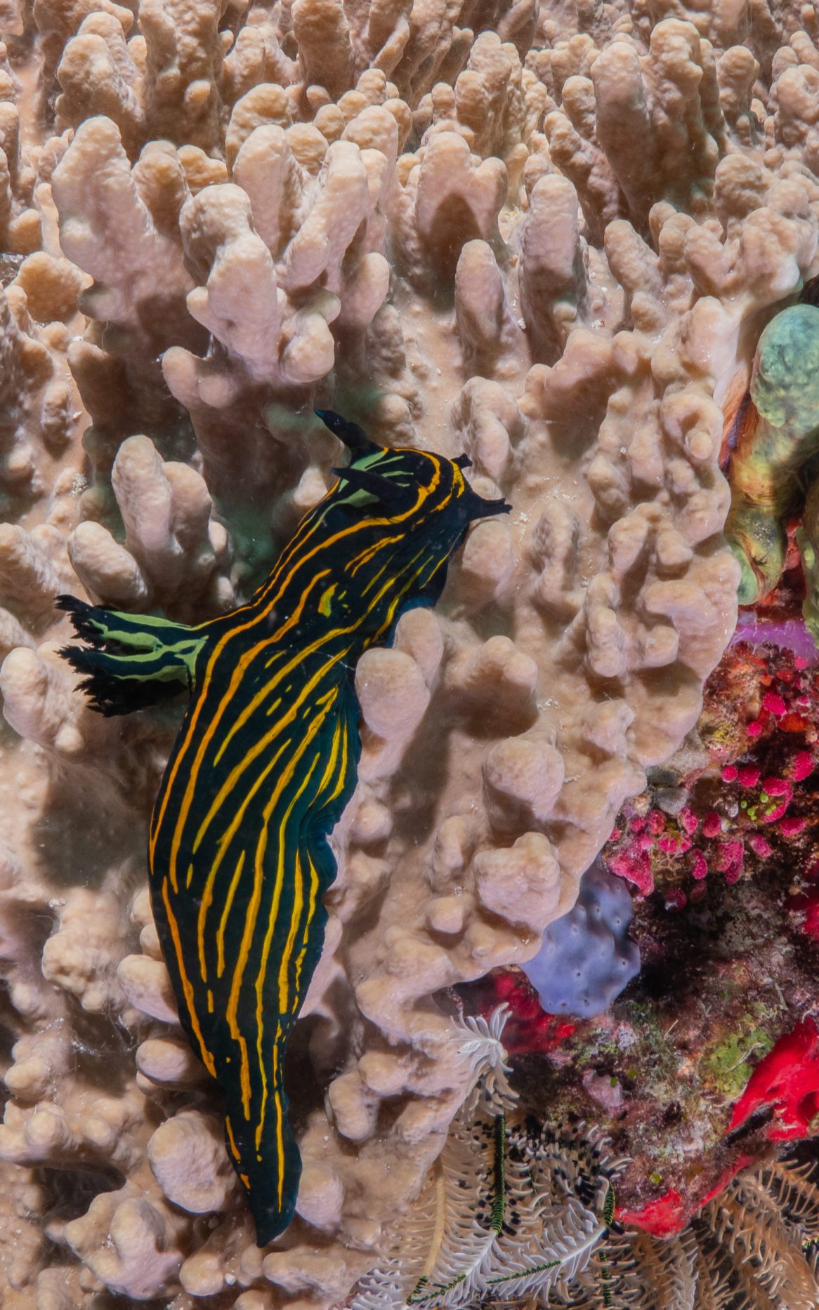 macro life on the great barrier reef