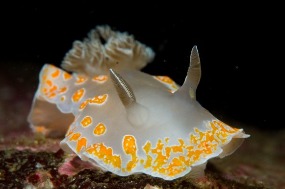 Nudibranch_105mm (1 of 1)