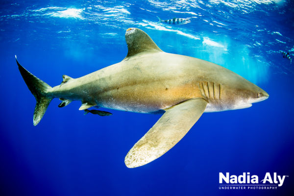 Oceanic whitetips 