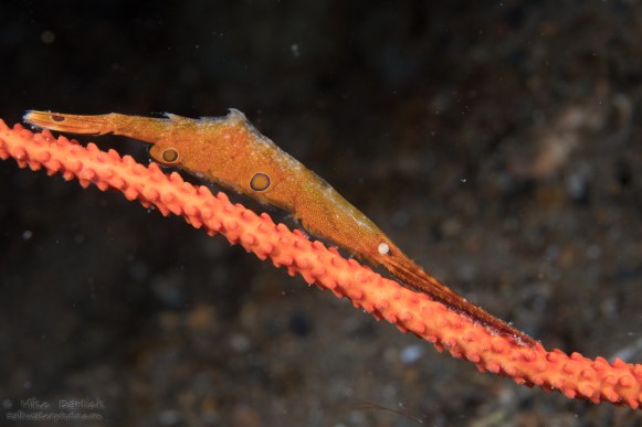Ocellated shrimp with eggs_1 (1 of 1)