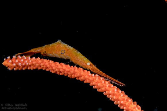 Ocellated shrimp with eggs_2 (1 of 1)
